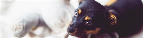 Holistic Pet Care