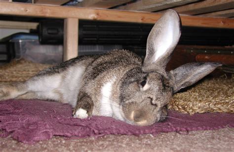 callista being a rather tired rabbit she s trying despera… flickr
