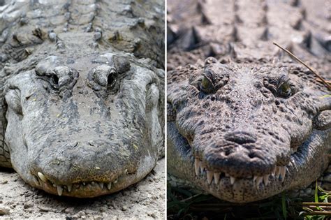 Whats The Difference Between An Alligator And A Crocodile The Us Sun