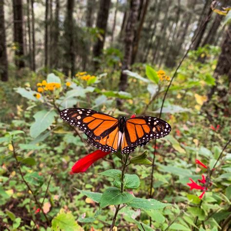 Cómo Llegar Al Santuario De La Mariposa Monarca En Michoacán Y Valle De Bravo Tips De Viaje