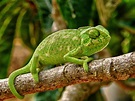 Biodiversidad 1º Bachillerato: Adaptación del camaleón