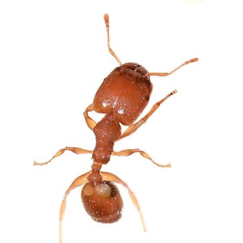Bigheaded Ant Identification Habits And Behavior Florida Pest Control