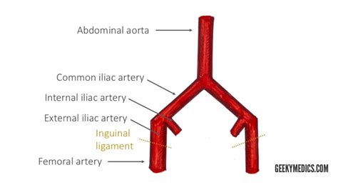 Femoral Artery Anatomy Anatomy Diagram Source