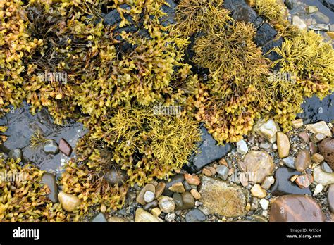 Channelled Wrack And Spiral Wrack Seaweed Growing On A Rocky Scottish