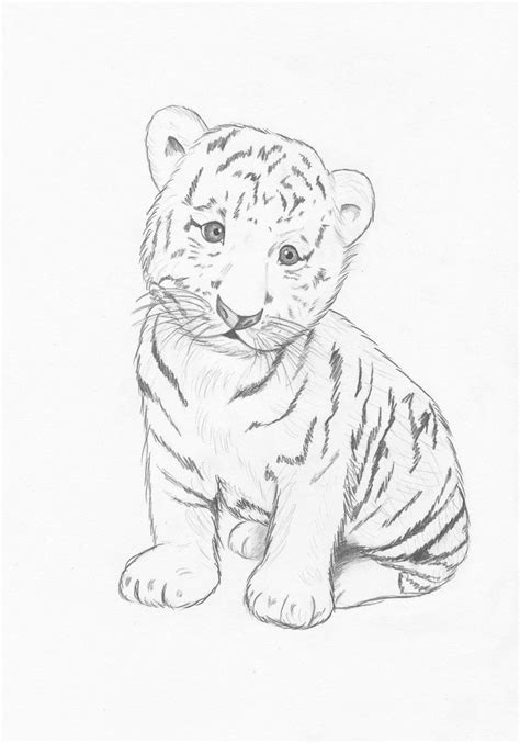 Use this lesson in your classroom, homeschooling curriculum or for this activity, you can draw out a tiger on a large piece of paper and give each of the children markers. Images For > Easy Baby Tigers Drawings | Tiger drawing, Tiger face drawing, Tiger sketch