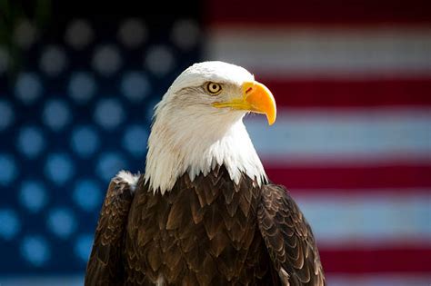 Royalty Free Bald Eagle American Flag Pictures Images And Stock Photos