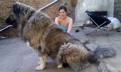 This Is A Caucasian Mountain Dog Aka Russian Bear Dog The Males