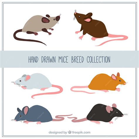 Premium Vector Hand Drawn Mice Breed Collection