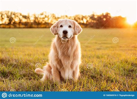 Old Golden Retriever In A Grass Field At Sunset Stock Photo Image Of
