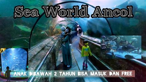 Melihat Keindahan Bawah Laut Di Seaworld Ancol Jakarta Liburan Masih Dimasa Pandemi YouTube