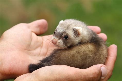 All You Need To Know About Pet Ferrets Pet Ferret Baby Ferrets Ferret