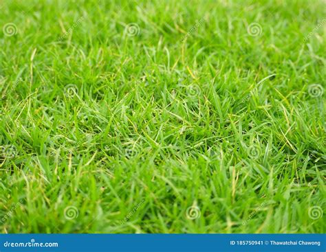 Small Green Grass Ground View For Backgrounds And Textures Natural