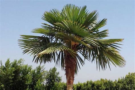 Windmill Palm Tree For Sale A Perfect Palm Plantingtree