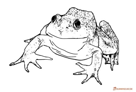 Frogs Coloring Pages Downloadable And Printable Collection