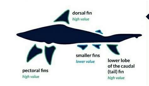 Shark Finning Process