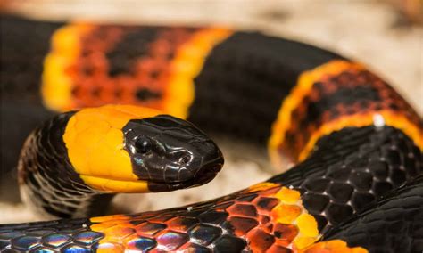 Eastern Coral Snake Animal Facts Micrurus Fulvius Az Animals