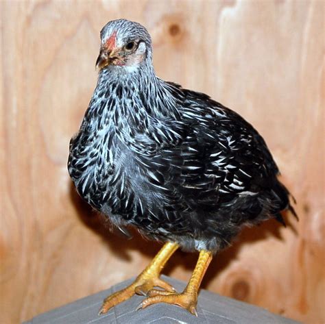 6 Week Old Silver Laced Wyandotte Roo Or Hen