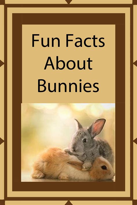 What Are Interesting Facts About Bunnies At Images