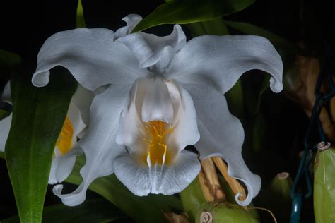 Slideshow 2000 20 White Flower Of An Epiphytic Orchid Coelogyne