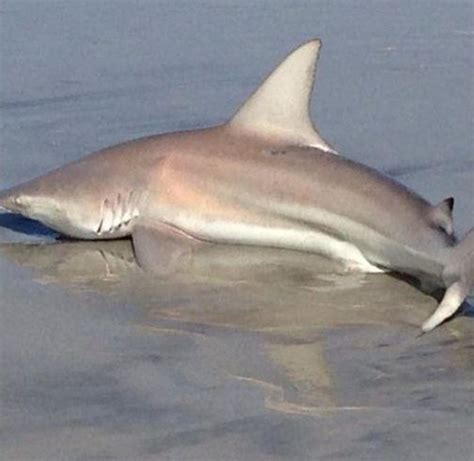 Shark Caught Off Folly Beach Draws A Crowd Archives