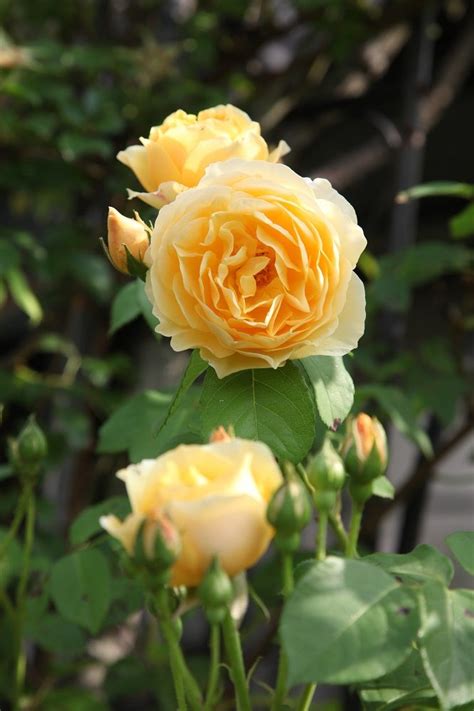 緑が美しい大人シックの庭 福島・小泉邸 カメラマンが訪ねた感動の花の庭 庭 ガーデニング 花 イングリッシュコテージガーデン
