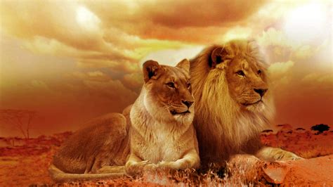 3840x2160 African Lion And Lioness 4k Wallpaper Hd Animals 4k