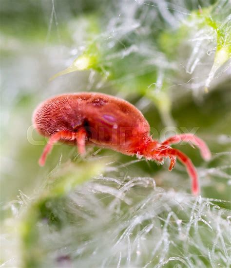 Red Tick In Nature Macro Stock Image Colourbox