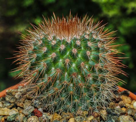 Spiny Pincushion Cactus Mammillaria Spinosissima Var Rubrispina