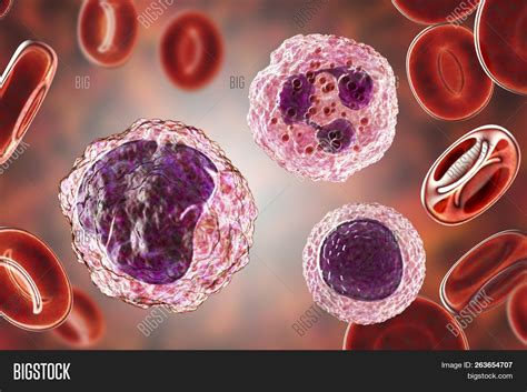 Monocyte Left Image And Photo Free Trial Bigstock