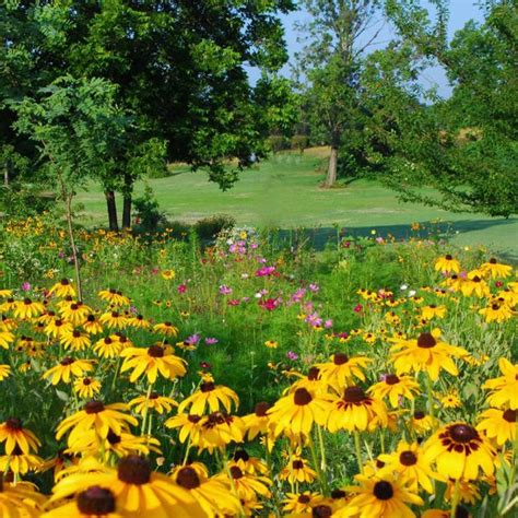 Midwest Pollinator Wildflower Seed Mix American Meadows