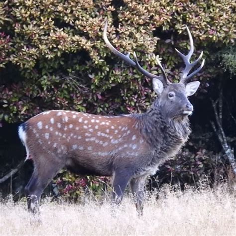 Dybowski Sika Champion Ranch