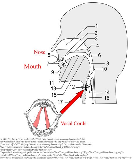 Diagram Of Vocal Cords