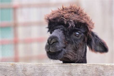 2800 Black Lama Stock Photos Pictures And Royalty Free Images Istock