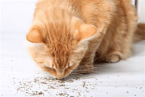 Why Cats Really Love Catnip Do All Cats Like Catnip