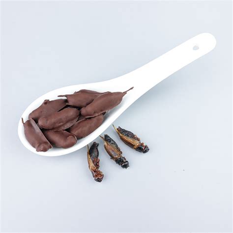 Chocolate Covered Crickets