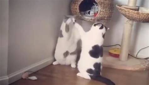 Dramatic Domestic Cat Fight On Video Advocating Animal Welfare