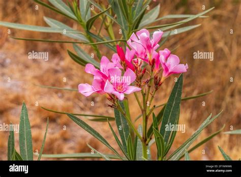 Nerium Oleander Pink Oleander Flower Stock Photo Alamy