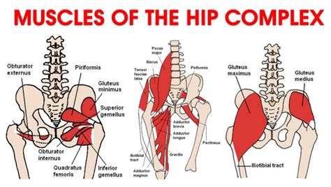 So, where does that leave us, then? Ask the Physio … Hip Flexors - DanceLife | Australia's ...