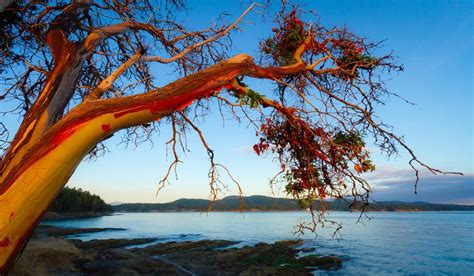 Arbutus Tree Mayne Island Bc By Fraser Maclean Arbutus Tree Madrona
