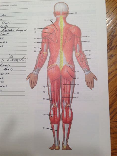 This is a table of skeletal muscles of the human anatomy. Anatomy- muscles: back | Anatomy, Muscle, Humanoid sketch