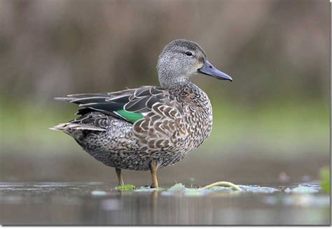 Identification Of Blue Winged Teal Blue Winged Teal Animals