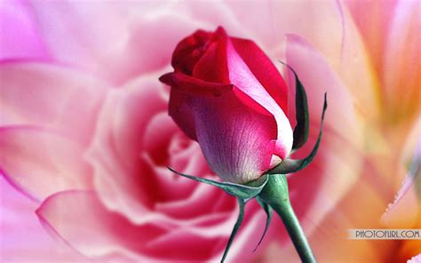 Flower hd wallpapers for for android, iphone, desktop. Beautiful Rose HD Wallpaper | Free Wallpapers