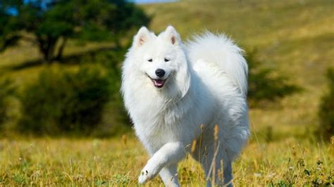 7 Of The Most Beautiful Dog Breeds In The World The Limited Times