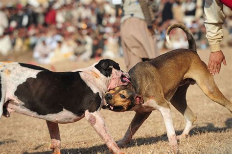 bully kutta dog info temperament training puppies pictures