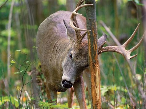 How To Hunt Whitetail Deer On A Staging Area