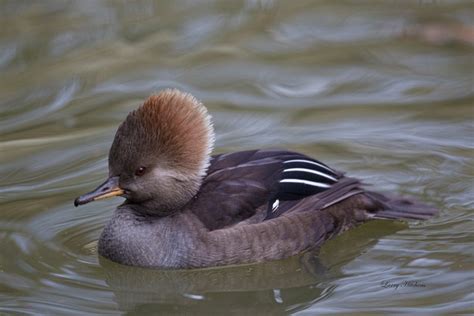 Hooded Merganser Facts Habitat Diet Life Cycle Baby Pictures