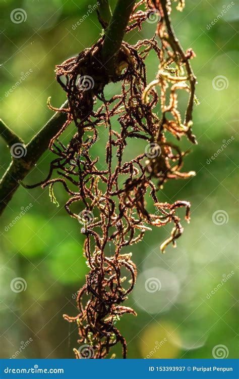 Moss Is Dry On The Branches Stock Image Image Of Moisture Park