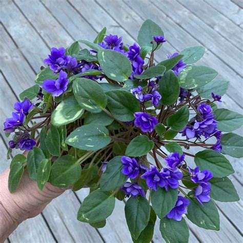 Preserve African Violets Blooming A Care Information Top Organic