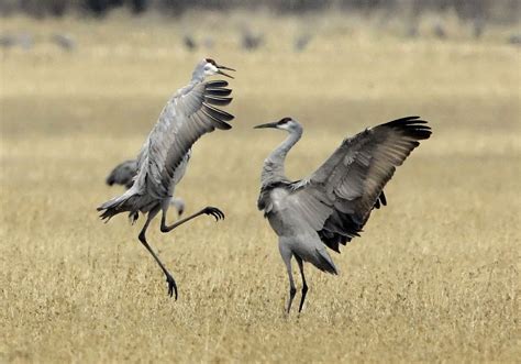 Why Do Sandhill Cranes Dance