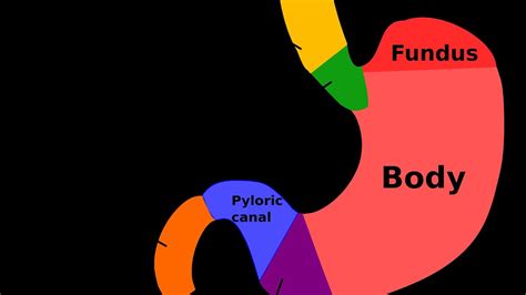 Cardiac Fundus And Pyloric Regions Of The Hindi